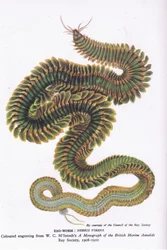 Verme policheto, Natura in Gran Bretagna pubblicata da Collins, 1946